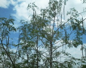 Miracle Tree