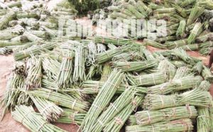 buy moringa fruit