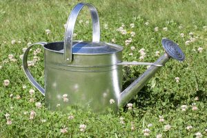 Moringa irrigation