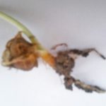 Moringa plantation seeds