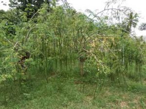 The Tree of Life- Moringa