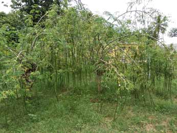 MORINGA TREE