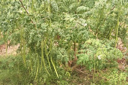 moringa seeds pkm1 for cultivation