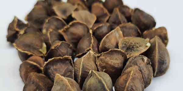 Wingless moringa seeds