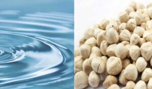 Moringa-seeds-kernel-for-water-treatmen