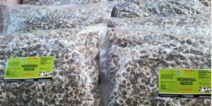 Moringa Wholesale Suppliers Manufacturers From India