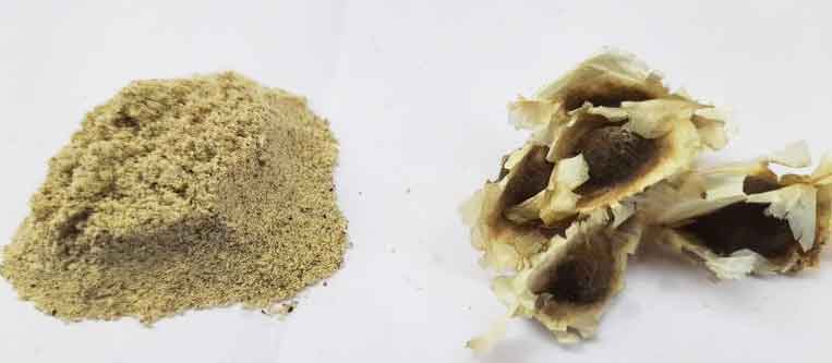 Moringa seed powder