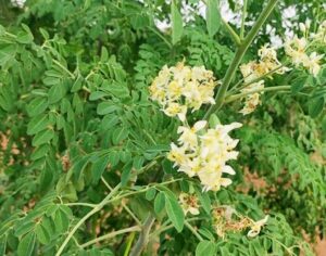 Moringa tree