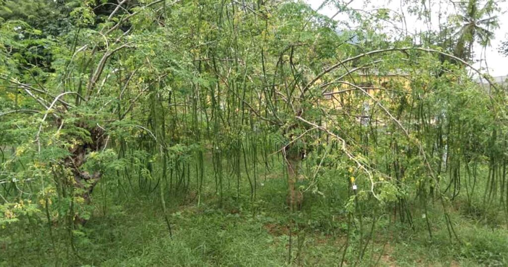 Moringa tree farming