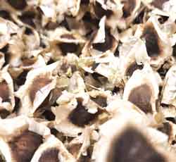moringa-seeds for water purification